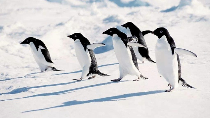 在哪里可以抓到跳跳企鹅？揭秘最佳的跳跳企鹅捕捉地点和捕捉技巧