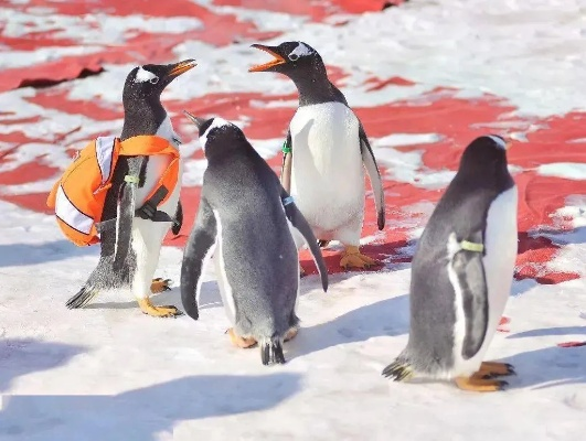 在哪里可以抓到跳跳企鹅?揭秘最佳的跳跳企鹅捕捉地点和捕捉技巧 在哪里可以抓到跳跳企鹅?揭秘最佳的跳跳企鹅捕捉地点和捕捉技巧