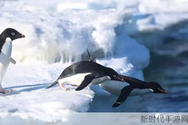 在哪里可以抓到跳跳企鹅?揭秘最佳的跳跳企鹅捕捉地点和捕捉技巧 在哪里可以抓到跳跳企鹅?揭秘最佳的跳跳企鹅捕捉地点和捕捉技巧
