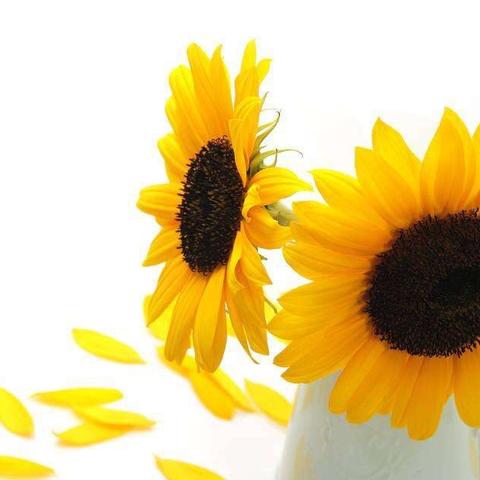 (好用的电脑主题)为您推荐最佳电脑主题软件：让您的桌面焕然一新的热门推荐