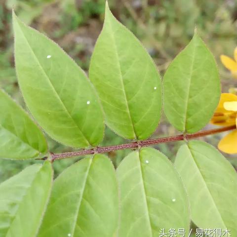 深度剖析：三个蛋合成一个精灵的游戏——雕刻时光的细腻手法与独特设计理念