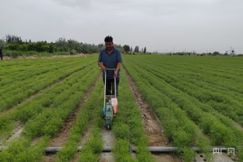 (老农种树规划)老农种树恢复出厂设置，助力乡村振兴，绿色环保前行