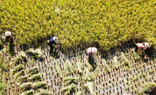 (老农种树规划)老农种树恢复出厂设置，助力乡村振兴，绿色环保前行
