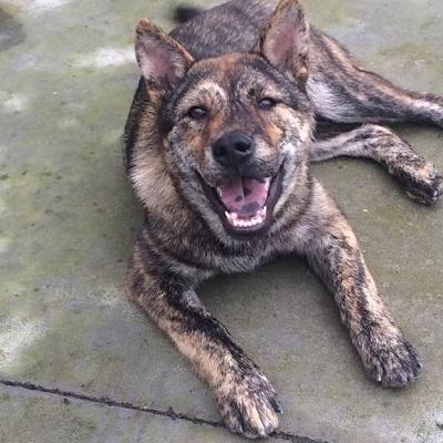 (田园猫的各种名称)了解猫的品种和田园生活方式：从田园猫到纯种猫的演变历程