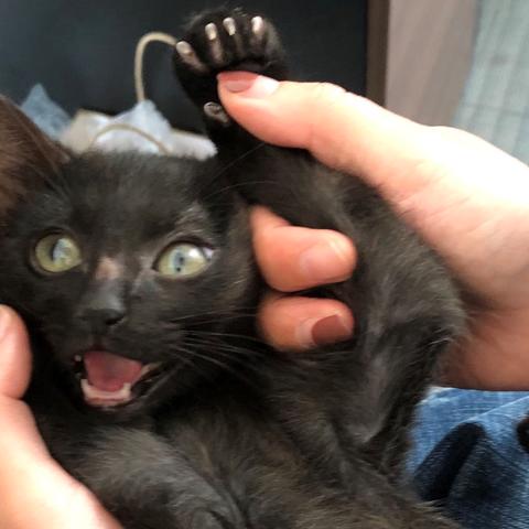 (田园猫的各种名称)了解猫的品种和田园生活方式：从田园猫到纯种猫的演变历程