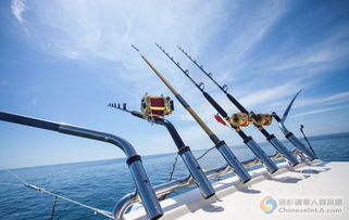 寻找最优质的伊洛纳钓鱼竿购买渠道，哪里有最优惠的价格和最佳的服务？