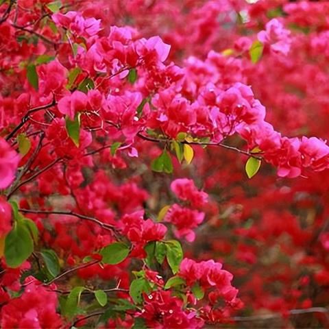 (烤死我什么意思)烤我吧烤我吧,让我尽情散发香气,被你的热情炙烤