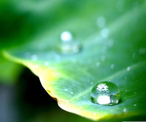 (原谅绿色壁纸)原谅绿色:让我们共同探索环保与心灵和谐的美丽旅程 (原谅绿色壁纸)原谅绿色:让我们共同探索环保与心灵和谐的美丽旅程