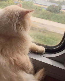 (带猫包坐火车去旅行:猫咪可以乘坐火车吗)带猫包坐火车去旅行:猫咪可以乘坐火车吗?
