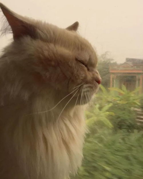 (带猫包坐火车去旅行:猫咪可以乘坐火车吗)带猫包坐火车去旅行:猫咪可以乘坐火车吗? (带猫包坐火车去旅行:猫咪可以乘坐火车吗)带猫包坐火车去旅行:猫咪可以乘坐火车吗?