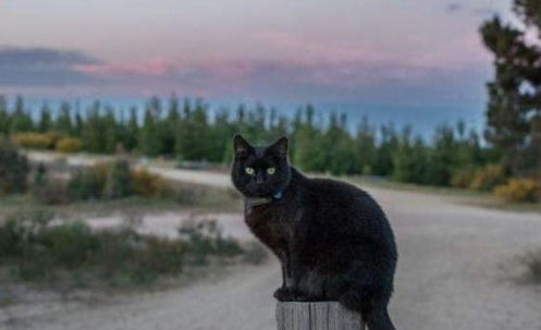 (带猫包坐火车去旅行:猫咪可以乘坐火车吗)带猫包坐火车去旅行:猫咪可以乘坐火车吗? (带猫包坐火车去旅行:猫咪可以乘坐火车吗)带猫包坐火车去旅行:猫咪可以乘坐火车吗?