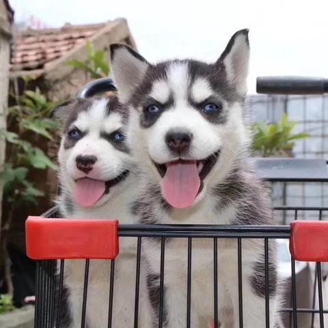 深陷编织的迷局，如何脱困？——专家深度剖析与宠物共享的人生攻略