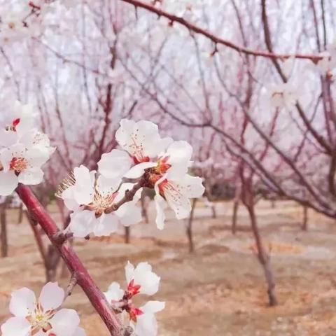 (缤纷乐园玩法说明)乐缤纷庄园合成攻略:图文详解带你玩转庄园乐趣