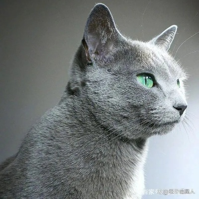 (外表高冷内心温柔的人)探讨外表高冷内心温柔的动物存在感及魅力 (外表高冷内心温柔的人)探讨外表高冷内心温柔的动物存在感及魅力