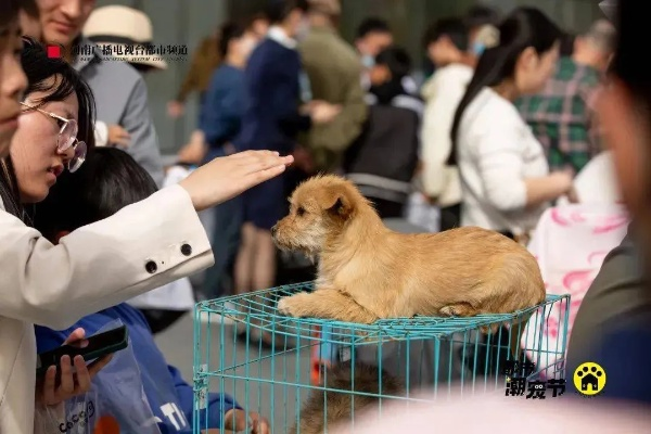 (疯狂宠物的照片)2024年疯狂宠物秀免费观看福利大放送,惊喜连连,别错过!