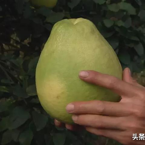全新葫芦兄弟甜甜系列:欢乐亲子时光,甜甜与小伙伴们的新冒险旅程 全新葫芦兄弟甜甜系列:欢乐亲子时光,甜甜与小伙伴们的新冒险旅程