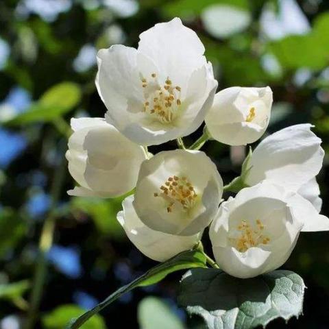 (桃源乡苦茉莉第三章)在桃源乡的静谧时光里,茉莉花香沁人心脾,生活何必苦涩?