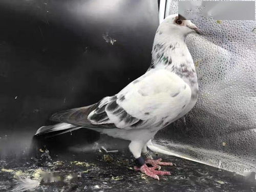 (代号鸽子)代号肉鸽折相思:离别的痛苦与无尽思念