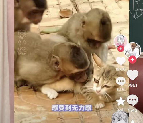 (猴子很忙猫咪值得培养吗)猴子很忙猴子猫咪仓鼠:它们之间的生动故事和有趣互动 (猴子很忙猫咪值得培养吗)猴子很忙猴子猫咪仓鼠:它们之间的生动故事和有趣互动